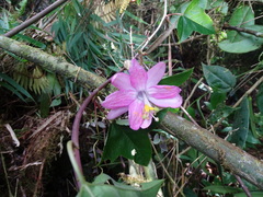 Passiflora cumbalensis