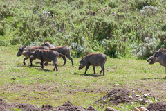 Phacochoerus africanus aeliani