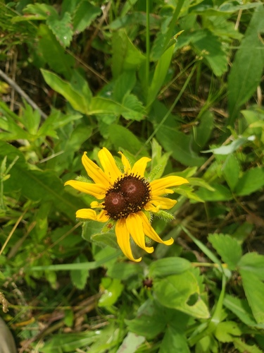 Rudbeckia hirta