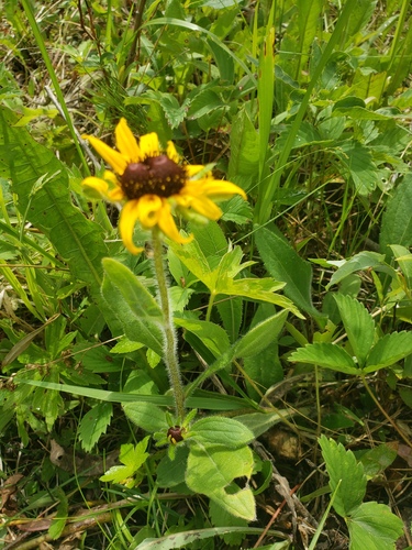 Rudbeckia hirta