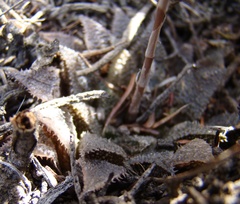 Haworthia mirabilis