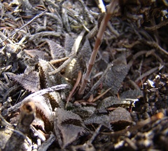 Haworthia mirabilis