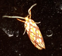 Lactura panopsia