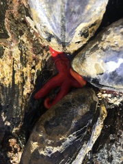 Henricia leviuscula