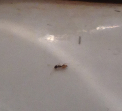 Tapinoma melanocephalum