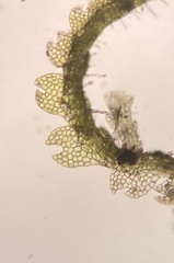 Fuscocephaloziopsis lunulifolia