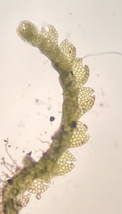 Fuscocephaloziopsis lunulifolia