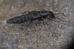 Staphylinidae