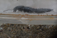 Staphylinidae