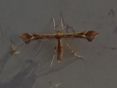 Marasmarcha cinnamomea