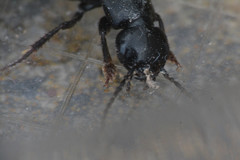 Staphylinidae