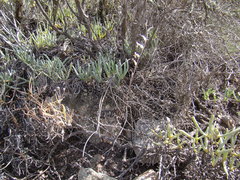 Haworthia mirabilis