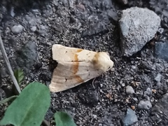 Mycteroplus puniceago