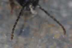 Staphylinidae