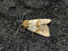 Mycteroplus puniceago