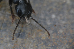 Staphylinidae