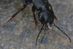 Staphylinidae