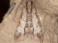 Melipotis acontioides