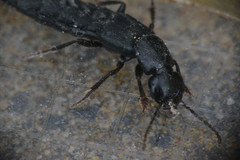Staphylinidae