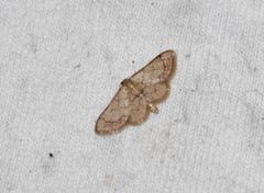 Idaea eremiata