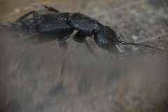 Staphylinidae