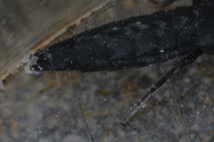Staphylinidae
