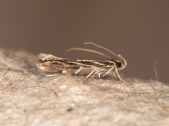 Eralea albalineella