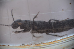 Staphylinidae