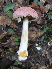Boletellus ananas image