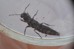 Staphylinidae