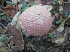 Boletellus ananas image