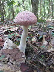 Boletellus ananas image