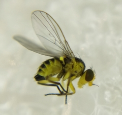 Liriomyza strigata