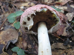 Boletellus ananas image