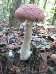 Boletellus ananas image