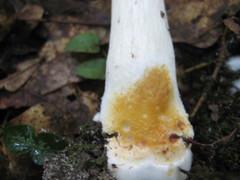 Boletellus ananas image