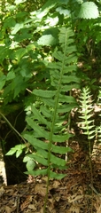 Polypodium glycyrrhiza