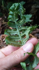 Polypodium glycyrrhiza