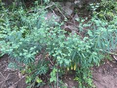 Euphorbia kraussiana