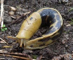 Ariolimax columbianus