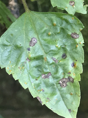 Baeodromus eupatorii