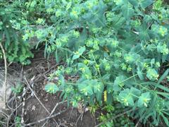 Euphorbia kraussiana