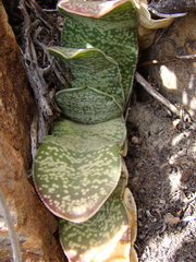Gasteria disticha