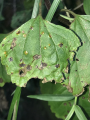 Baeodromus eupatorii