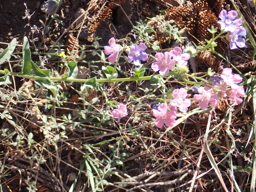 Image of Hackelia velutina by no rights reserved