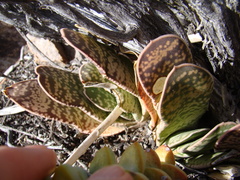Gasteria disticha