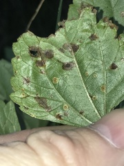 Baeodromus eupatorii