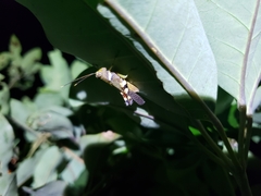 Apalacris varicornis
