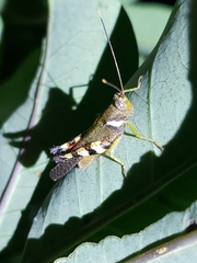 Apalacris varicornis
