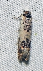 Eucosma ornatula